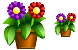 Flowers ico